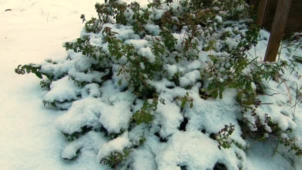 緑の葉はふわふわの第一雪で覆われています シティパーク 自然な背景 豪雪は枝に積もって落ちる 季節の変化 悪天候 サイクロン — ストック動画