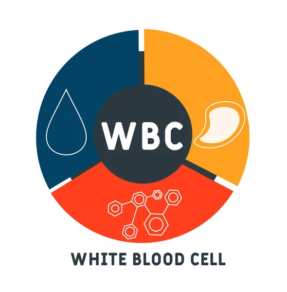 Wbc White Blood Cell Acroniem Medische Concept Achtergrond Vector Illustratie — Stockvector