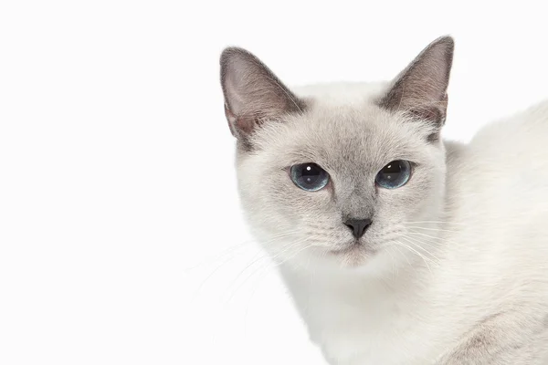 Cat. Thai cat on white background — Stock Photo, Image