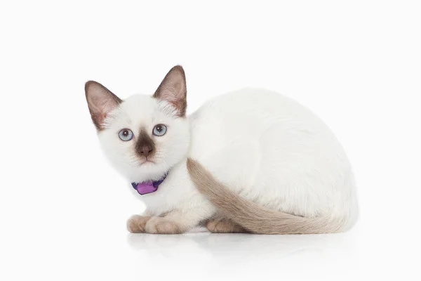 Kotek. Kot tajski na białym tle — Zdjęcie stockowe