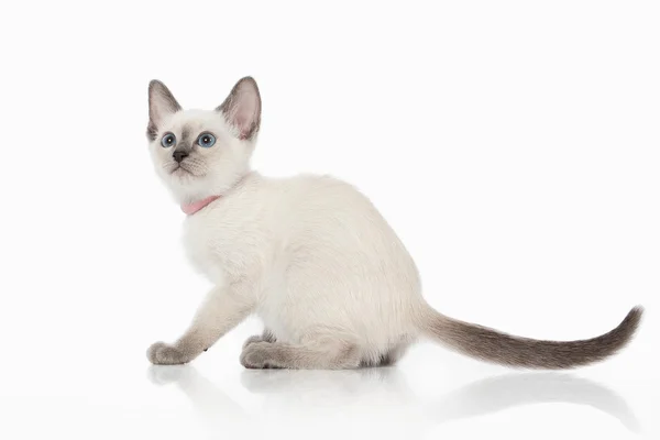 Kätzchen. thai cat auf weißem Hintergrund — Stockfoto