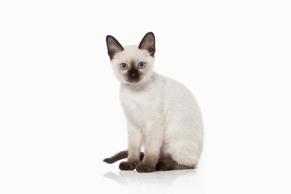 Un chaton. Chat thaï sur fond blanc — Photo