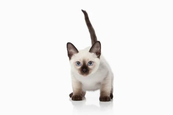 Kitten. Thai cat on white background — Stock Photo, Image