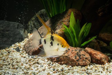 Balık. Melek balığı Çiklit yeşil bitkiler ve taşlar ile akvaryum