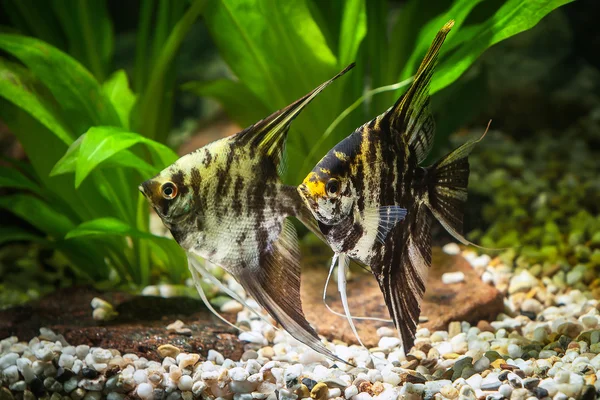 Fische. Skalare im Aquarium mit grünen Pflanzen und Steinen — Stockfoto