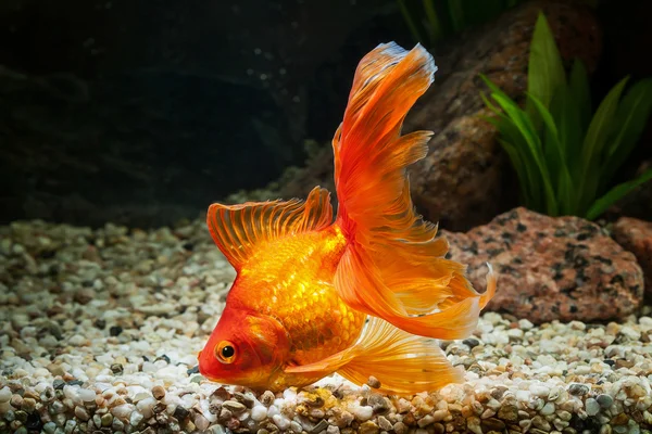 Pescado. Pez dorado en acuario con plantas verdes y piedras —  Fotos de Stock