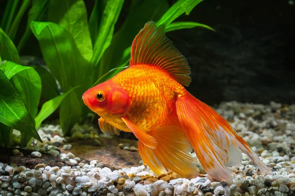 Fish. Goldfish in aquarium with green plants, and stones — Stock Photo, Image