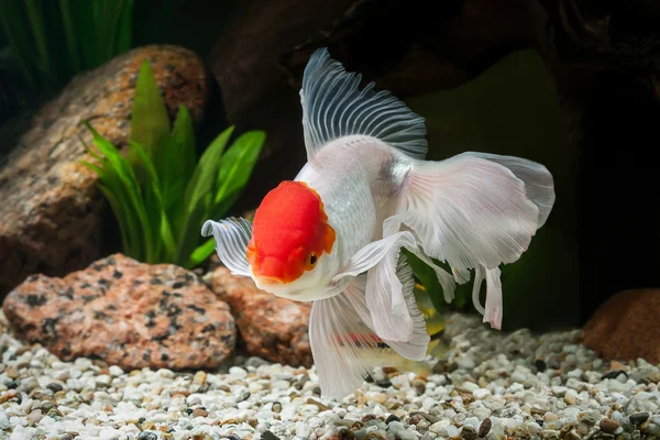 Fisk. Guldfisk i akvarium med gröna växter och stenar — Stockfoto