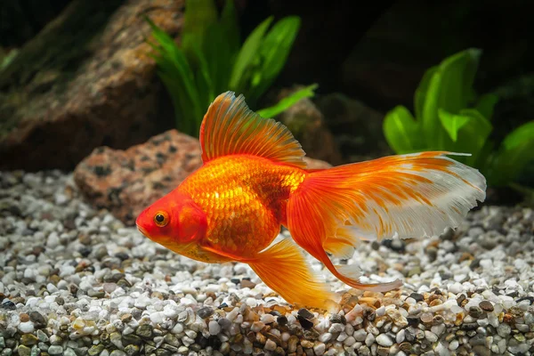 Ryby. Zlaté rybky v akváriu s zelených rostlin a kamenů — Stock fotografie
