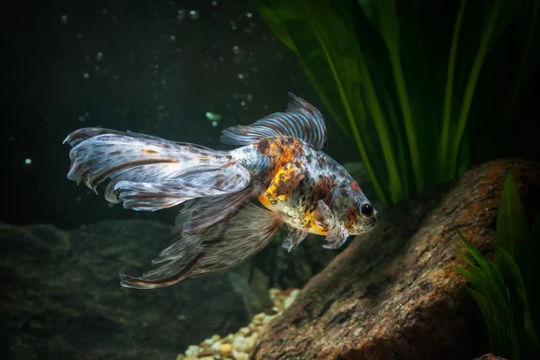 Pescado. Pez dorado en acuario con plantas verdes y piedras —  Fotos de Stock