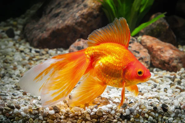 Fish. Goldfish in aquarium with green plants, and stones — Stock Photo, Image