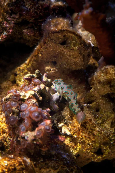 Pescado. Dragonet mandarinfish (Synchiropus splendidus) nada más —  Fotos de Stock