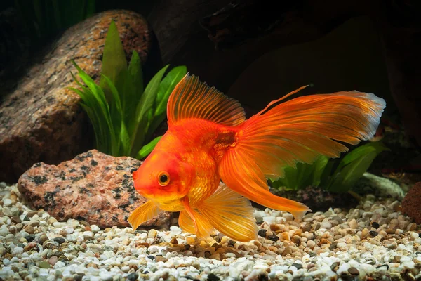 Fish. Goldfish in aquarium with green plants, and stones — Stock Photo, Image