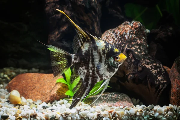 鱼。神仙鱼在用石头和绿色的植物，水族馆 — 图库照片