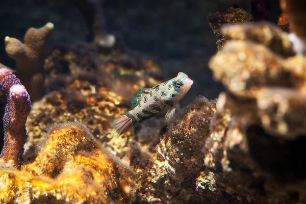 魚。ネズッポ科ニシキテグリ (Synchiropus splendidus) を泳ぐ — ストック写真
