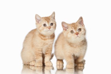 Kedi. İki küçük kırmızı İngiliz yavru kedi beyaz arka plan üzerinde