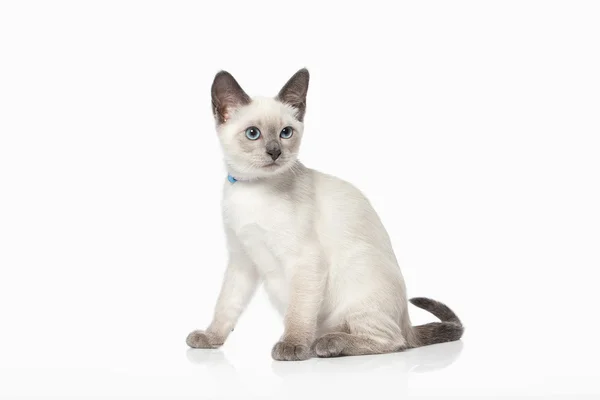 Kitten. Thai cat on white background — Stock Photo, Image