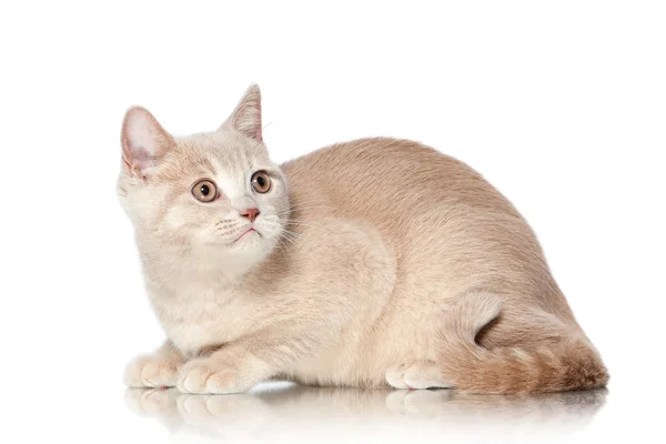 Cat. Small red cream british kitten on white background — Stock Photo, Image