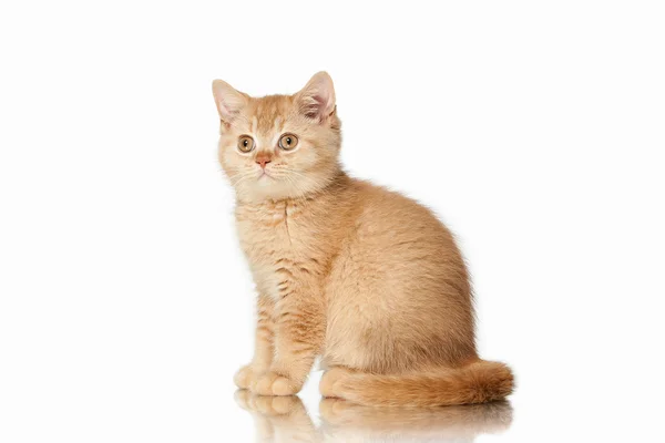 Cat. Small red british kitten on white background — Stock Photo, Image