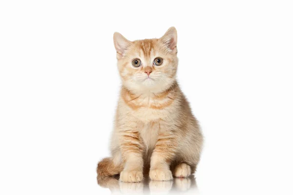 Katt. Liten röd brittiska kattunge på vit bakgrund — Stockfoto