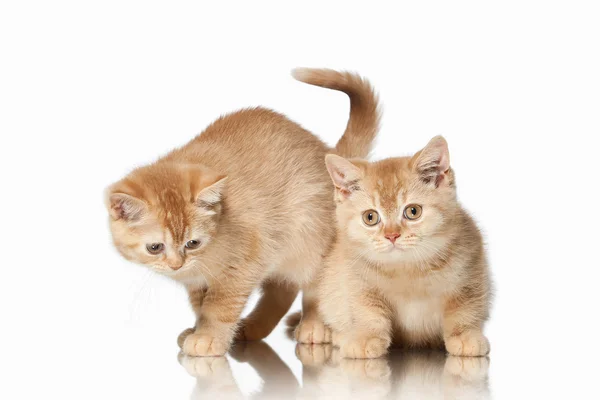 Kat. Twee kleine rode Britse kittens op witte achtergrond — Stockfoto