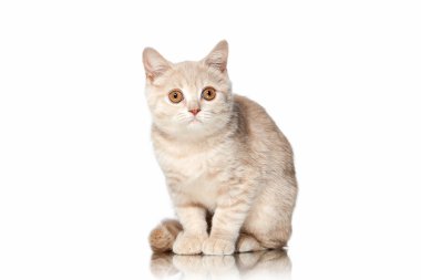 Kedi. Küçük kırmızı krem İngiliz yavru kedi beyaz arka plan üzerinde