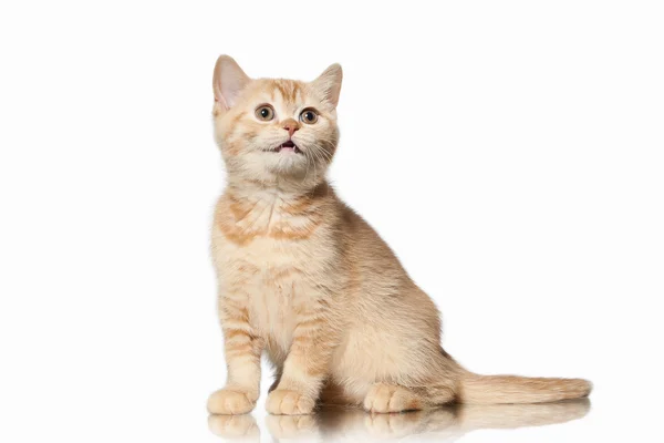 Cat. Small red british kitten on white background — Stock Photo, Image