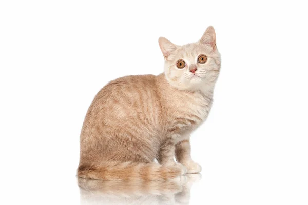 Un chat. Petit chaton britannique crème rouge sur fond blanc — Photo