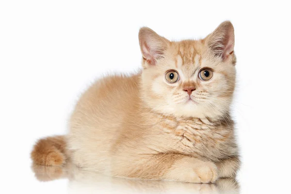 Cat. Small red british kitten on white background — Stock Photo, Image