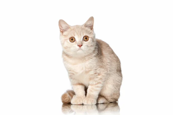 ¡Cat! Pequeño rojo crema británico gatito sobre blanco fondo —  Fotos de Stock