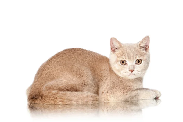 Cat. Small red cream british kitten on white background — Stock Photo, Image