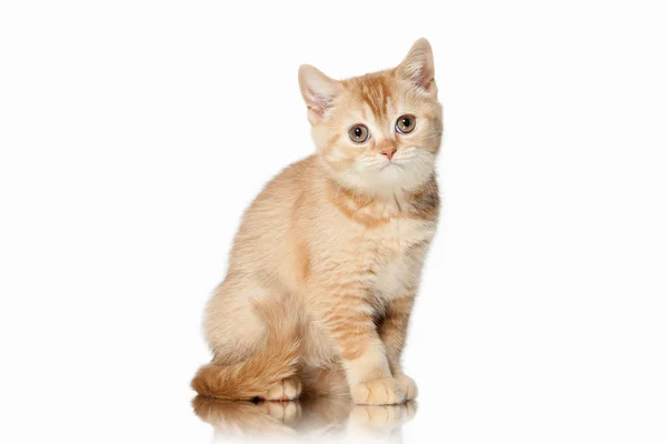 고양이입니다. 흰색 바탕에 작은 빨간 영국 고양이 — 스톡 사진