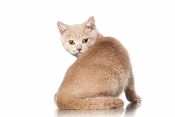 ¡Cat! Pequeño rojo crema británico gatito sobre blanco fondo —  Fotos de Stock