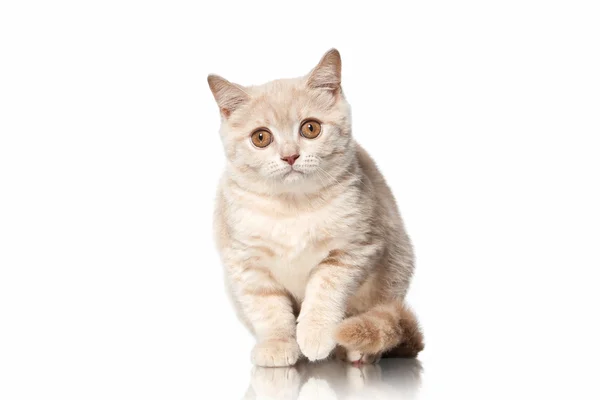 Cat. Small red cream british kitten on white background — Stock Photo, Image