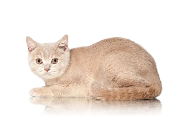 Cat. Small red cream british kitten on white background — Stock Photo, Image