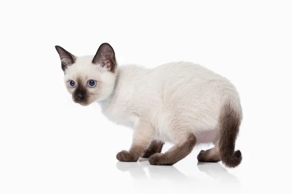 Gatito. Gato tailandés sobre fondo blanco — Foto de Stock