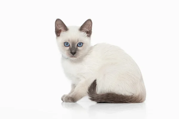 Gatito. Gato tailandés sobre fondo blanco — Foto de Stock