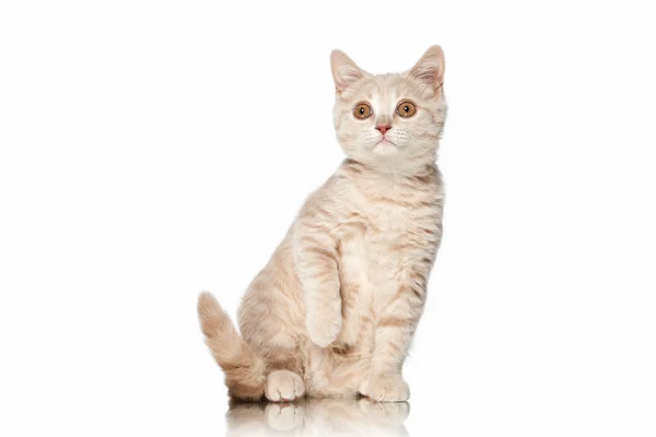 ¡Cat! Pequeño rojo crema británico gatito sobre blanco fondo —  Fotos de Stock