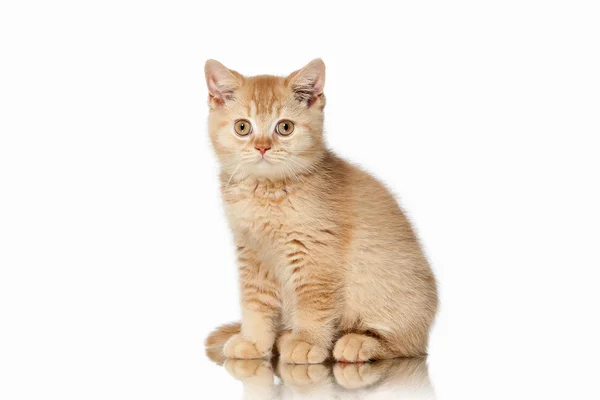 Kat. Kleine rode Britse kitten op witte achtergrond — Stockfoto