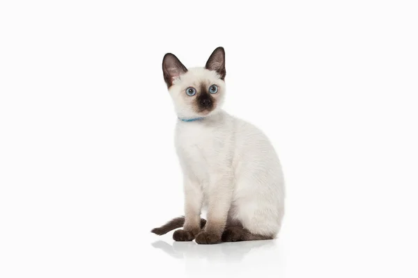 고양이입니다. 흰색 바탕에 타이어 고양이 — 스톡 사진