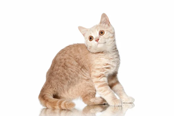 แมว ลูกแมวสีแดงครีมสีแดงขนาดเล็กบนพื้นหลังสีขาว — ภาพถ่ายสต็อก