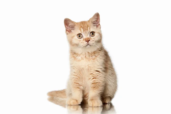 ¡Cat! Pequeño gatito británico rojo sobre fondo blanco —  Fotos de Stock