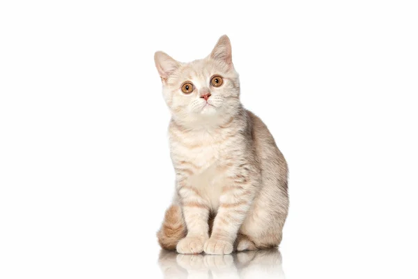 ¡Cat! Pequeño rojo crema británico gatito sobre blanco fondo —  Fotos de Stock