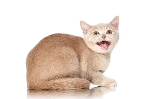 Кэт. Маленький красный крем британский котенок на белом фоне — стоковое фото