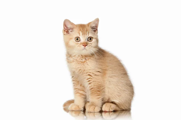 Cat. Small red british kitten on white background — Stock Photo, Image