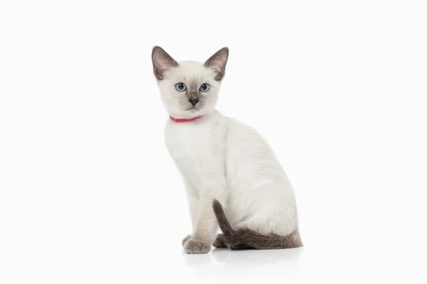 Kitten. Thai cat on white background — Stock Photo, Image