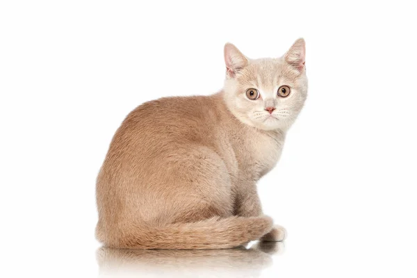 Un chat. Petit chaton britannique crème rouge sur fond blanc — Photo