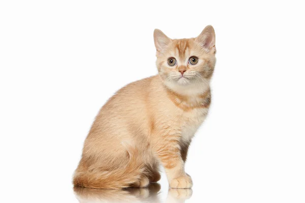 Cat. Small red british kitten on white background — Stock Photo, Image