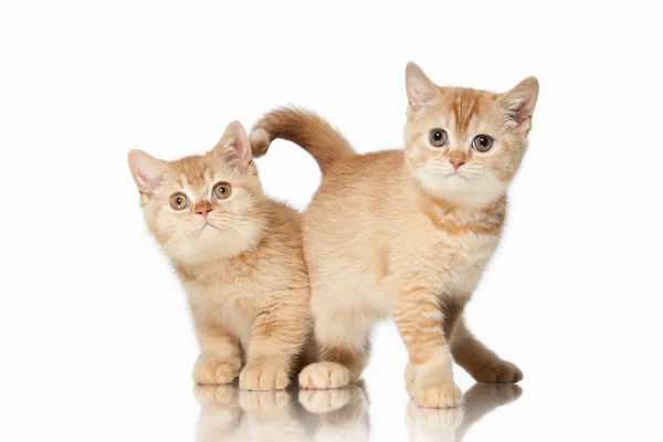 Un chat. Deux petits chatons britanniques rouges sur fond blanc — Photo
