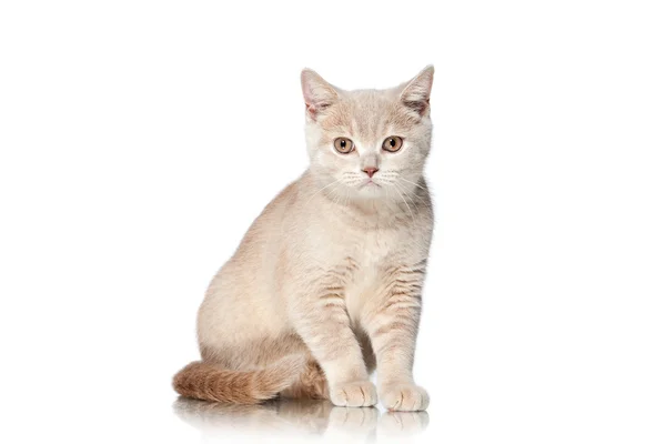 Cat. Small red cream british kitten on white background — Stock Photo, Image